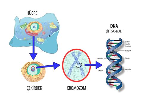 Genom nedir biyoloji